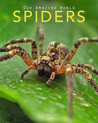 12 Spider Books For Kids The Letters Of Literacy